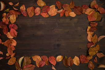 秋天复制空间前视图红色的维吉尼亚州爬虫parthenocissusquinquefolia叶子阴影红色的橙色黑暗棕色（的）木背景
