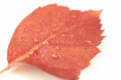 秋天橙色的角度关闭视图红色的维吉尼亚州爬虫parthenocissusquinquefolia叶滴露珠白色背景