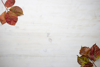 平躺红色的维吉尼亚州爬虫parthenocissusquinquefolia叶子阴影红色的橙色白色木背景