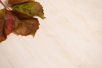 秋天复制空间角视图红色的维吉尼亚州爬虫parthenocissusquinquefolia叶子阴影红色的橙色白色木背景