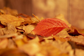 秋天橙色角视图关闭红色的维吉尼亚州爬虫parthenocissusquinquefolia叶桩干叶子木背景
