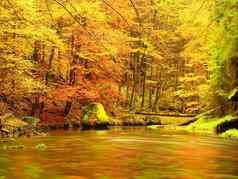 秋天自然山河色彩斑斓的叶子森林