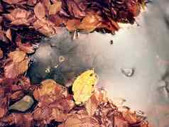 下降山毛榉叶子石头水山河秋天颜色象征
