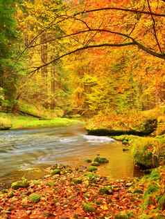 秋天景观色彩斑斓的叶子树早....河雨
