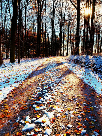 雪路径领先的山毛榉树早期冬天森林