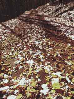 雪色彩斑斓的叶子秋天的自然路秋天木