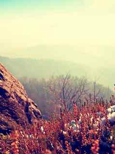 雪墨水红色的盛开的希瑟布什悬崖公园丘陵农村长谷完整的秋天雾