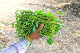 北邦泰国词早....荣耀新鲜的软蔬菜叶子早....荣耀手农民农场新鲜的有机蔬菜