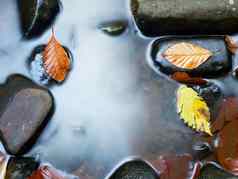 秋天颜色细节腐烂的叶子玄武岩砾石镜像水