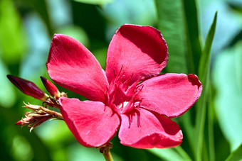 红色的夹竹<strong>桃花岛</strong>克里特岛