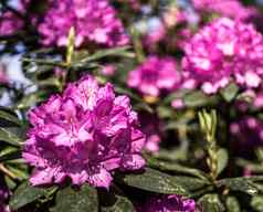 violet-flowering杜鹃前面开花锋利的后区域故意模糊