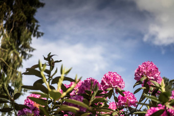 紫罗兰色的开花杜鹃前面略多云的天空图片很多免费的空间