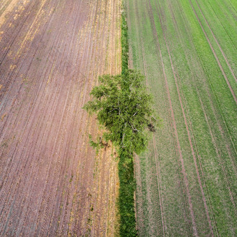 空中视图单树角伟大的高度边境农田区域德国gifhorn