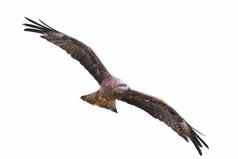 黑色的风筝米尔沃斯迁移动物鸟猎物猛禽飞行自