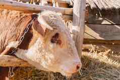 一年牛一年快乐圣诞节图片牛星座象征一年概念牲畜有机食物一年牛东部星座绿色农村