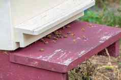 蜂蜜蜜蜂飞行蜂巢