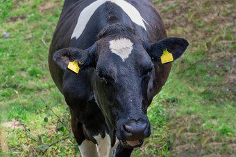 英国黑白花奶牛牛场