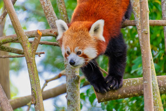 红色的熊猫攀<strong>爬树</strong>