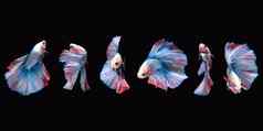 照片拼贴画双尾巴斑白的头发蓝色的白色红色的搏鱼暹罗战斗鱼