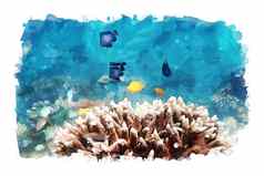 海洋生活海水色彩斑斓的小鱼珊瑚