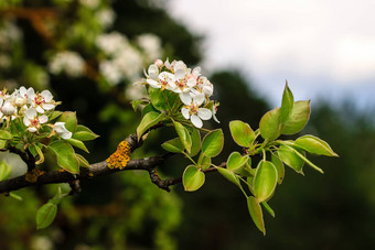 开花梨树早期春天蓝色的天空背景梨树分支机构覆盖花