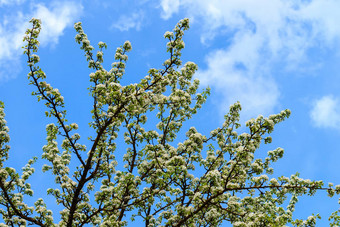 开花梨树早期春<strong>天蓝色</strong>的<strong>天空背景</strong>梨树分支机构覆盖花