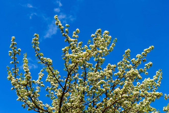 开花梨树早期春天蓝色的天空背景梨树分支机构覆盖花