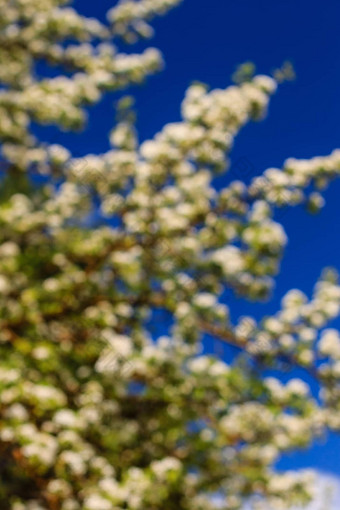 开花梨树早期春天蓝色的天空背景模糊梨树分支机构覆盖花模糊