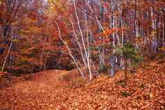 秋天森林桦木树下降叶子