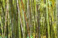 森林竹子拐杖花园