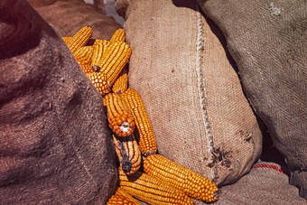 收获玉米玉米穗轴粗麻布袋