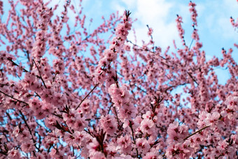 粉红色的花盛开的<strong>桃子树</strong>春天