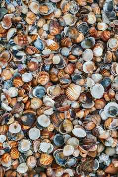 贝壳类型大小海滩