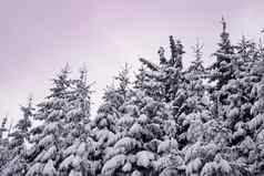 白雪覆盖的冷杉树紫色的天空回来