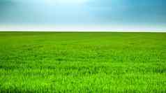 春天绿色小麦场清晰的蓝色的天空