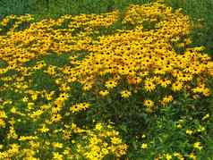 基尔斯帕克斯图加特德国黄色的盛开的松果菊地毯