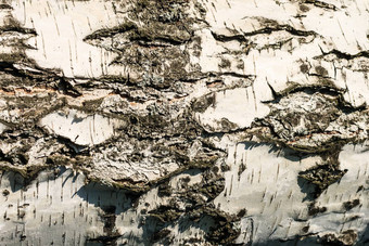 树皮桦木纹理木背景设计