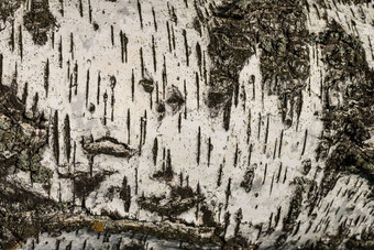 树皮桦木纹理木背景设计