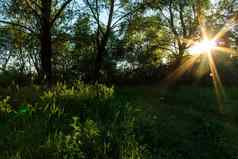 场景美丽的日落夏天森林树草