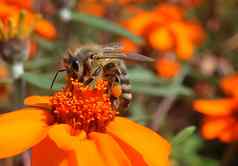 特写镜头蜂蜜蜜蜂收集花粉橙色Zinnia花