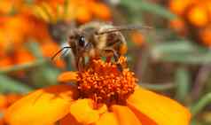 特写镜头蜂蜜蜜蜂收集花粉橙色Zinnia花
