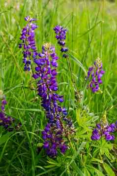 Lupinus卢平羽扇豆场粉红色的紫色的蓝色的花