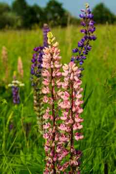 Lupinus卢平羽扇豆场粉红色的紫色的蓝色的花