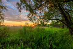 场景美丽的日落夏天柳树池塘草