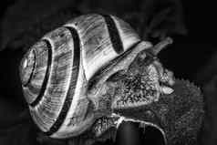 花园蜗牛软体动物腹足类动物昆虫壳牌