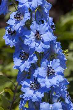 飞燕草“潘多拉”蓝色的草本春天夏天花计划