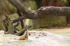 猫鼬家庭成员suricatasuricatta警卫概念动物护理旅行野生动物观察概念动物护理旅行野生动物观察