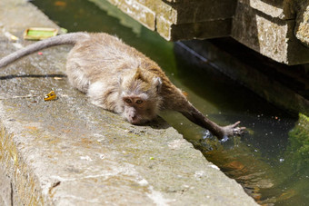 猴子很酷的喝水喷泉概念动物护理旅行野生动物观察