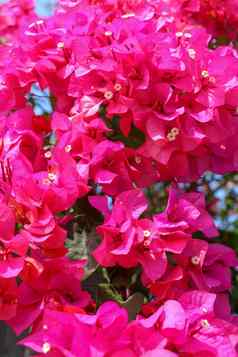 美丽的热带异国情调的粉红色的红色的叶子花属花