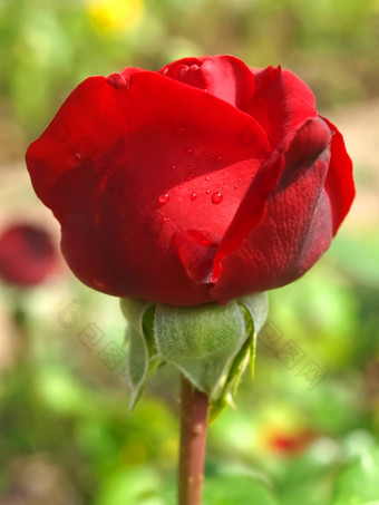 爱红色的<strong>玫瑰</strong>